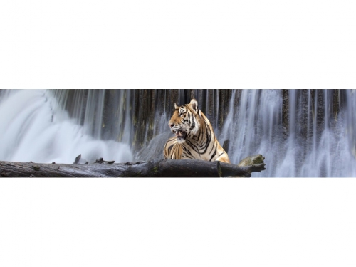 фартук из хдф элит тигр №1 2440x610x3