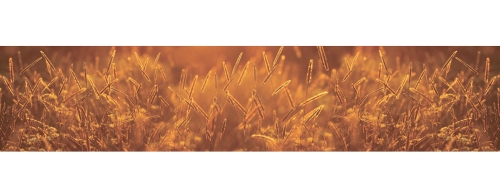 Фартук МДФ SP 170