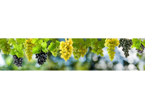 Фартук глянцевый МДФ Виноград