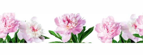 Фартук МДФ Пионы