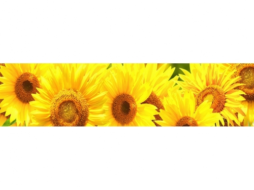 фартук из хдф элит подсолнухи №2 2440x610x3