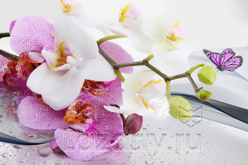 Защитное стекло Орхидеи и бабочки для кухни