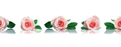 Фартук МДФ Чайная роза