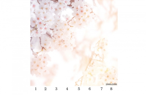 Потолочная панель ПВХ Панда Сакура (рисунок)