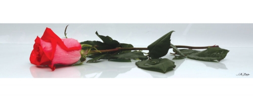 Фартук МДФ SP 032