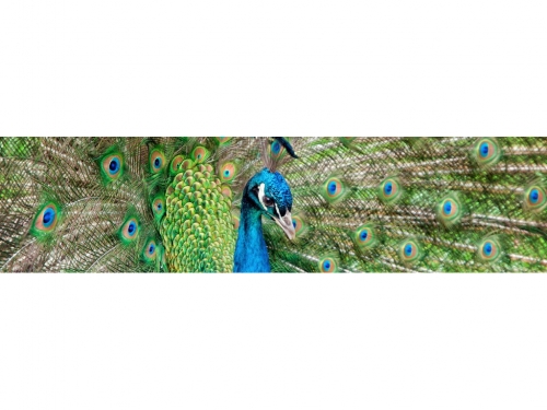 фартук из хдф элит павлин 2440x610x3