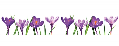 Фартук МДФ Крокусы