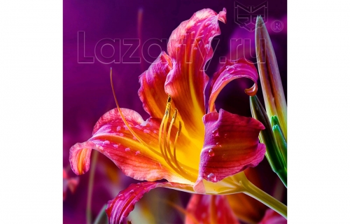 Защитное стекло Огненная лилия для кухни