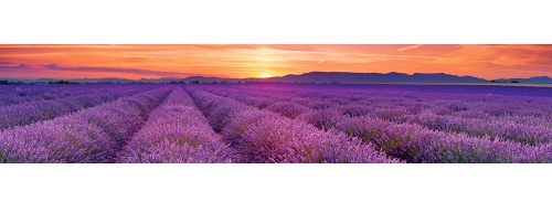 Фартук МДФ Лавандовые поля