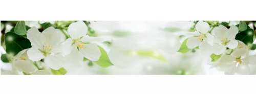 Фартук МДФ Цветущая яблоня