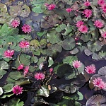 Влагостойкий 3Д пол Розовый лотос