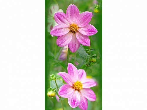 Панель ПВХ Космея