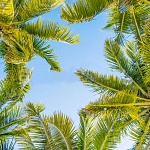 Потолочная панель ПВХ Novita Южный полдень 2 х 2 м