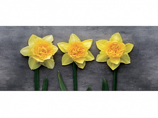 Фартук МДФ Нарциссы