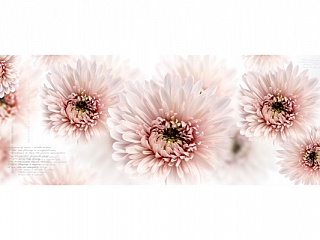 Фартук МДФ Хризантемы