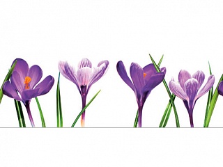 Фартук МДФ Крокусы