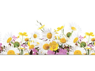 Фартук МДФ Полевые цветы