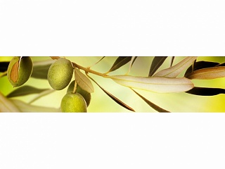 фартук из хдф элит оливковая ветвь 2440x610x3