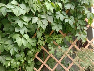 Шпалеры садовые и прочее