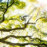 Потолочная панель ПВХ Novita Лесная свежесть