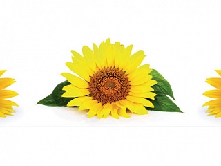 Фартук МДФ Подсолнухи