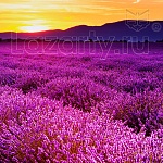 Защитное стекло Лавандовое поле для кухни