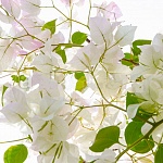 Потолочная панель ПВХ Novita Бугенвилия