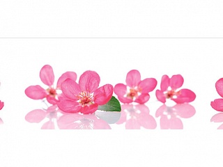 Фартук МДФ Розовоцвет