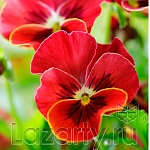 Защитное стекло Красный цветок для кухни